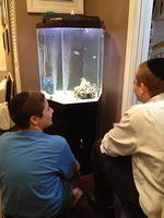 Watching the new fish.