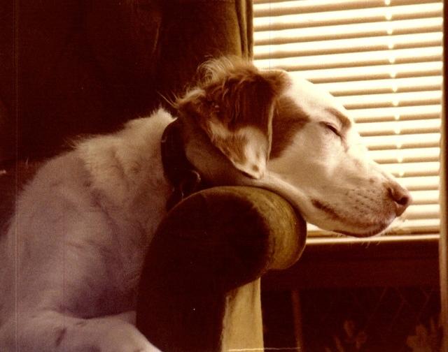 fullsizeoutput 2bbf6