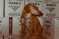 Tippy Gard Guard Dog